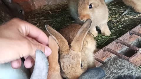 best terapie is a rabbits terapie))