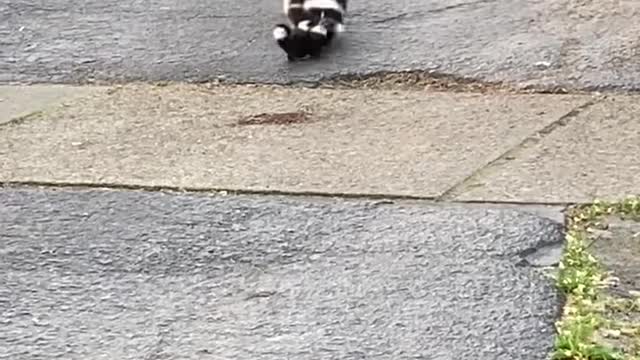 Mama Skunk Struggles to Round up Babies