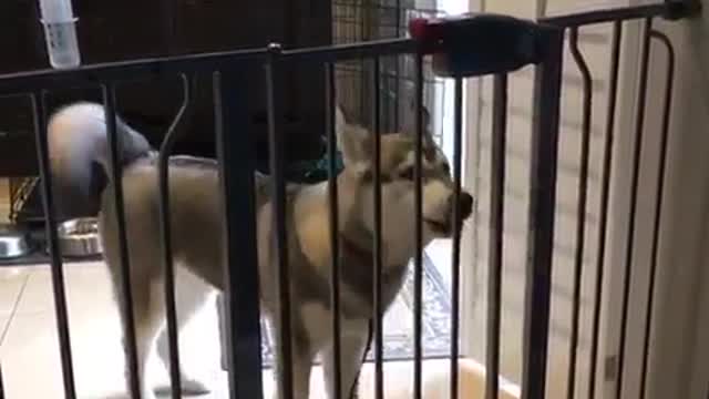 Is it really a good idea to lock up a husky?