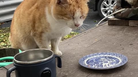 Benny Says No! Manx Cat Drama – You've Got to Go! 😾 #FeralCat #ManxCat