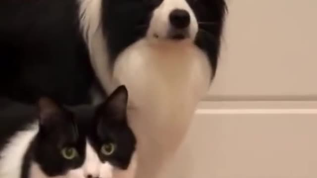 Twins cat and dog