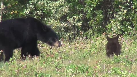 Black Bear and Cub