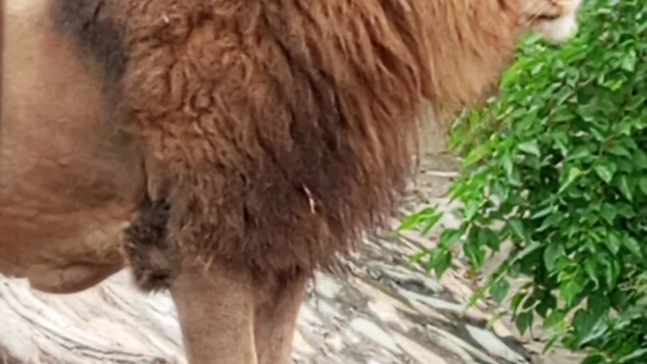 Zoo