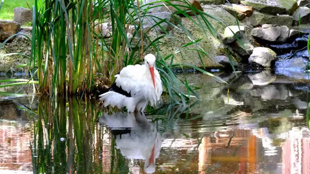 Stork