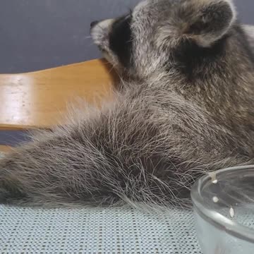 Raccoon burps like a human after eating all the fruit
