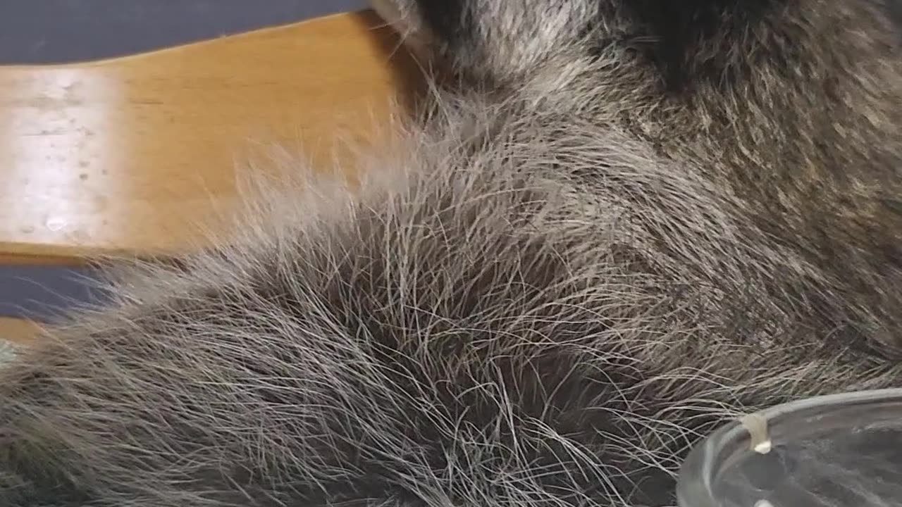 Raccoon burps like a human after eating all the fruit