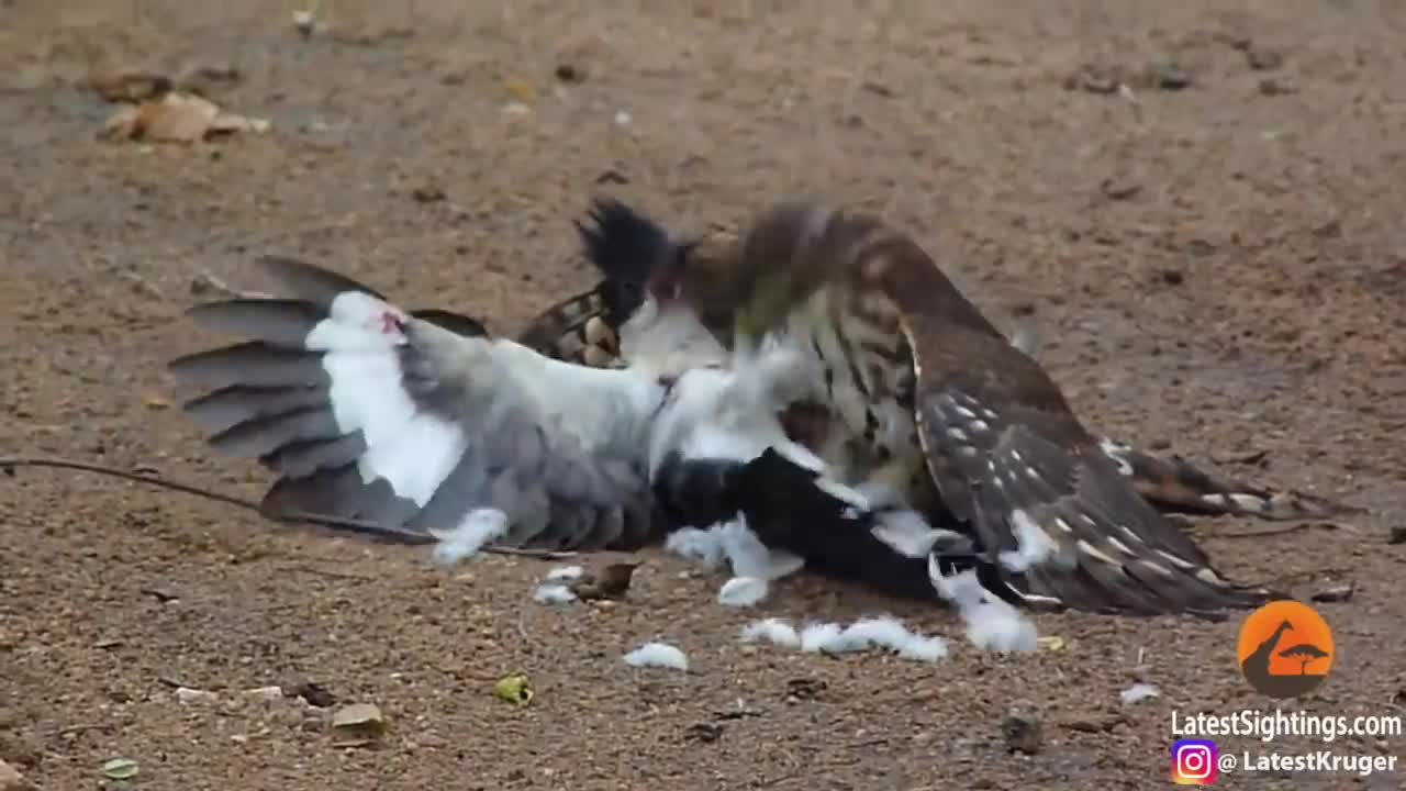 Hawk tries to kill cockoo😱😱