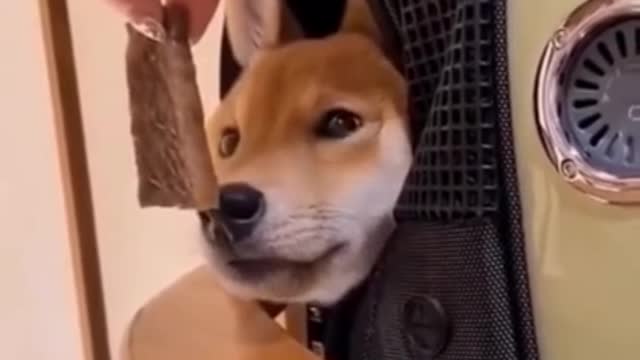 Funny animal video