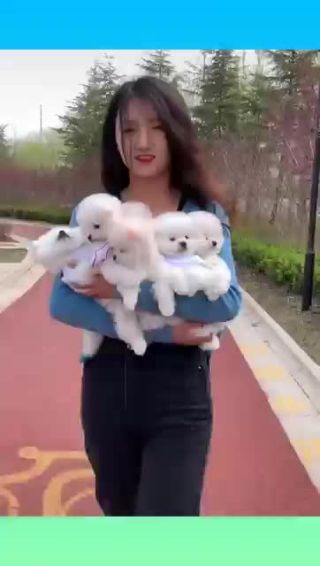 Cute & Funny Dog Video 2021