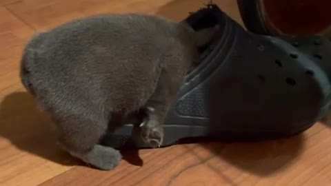 Little Puppy Gets Tired And Sleeps Inside Owner's Shoe While Walking Around Floor