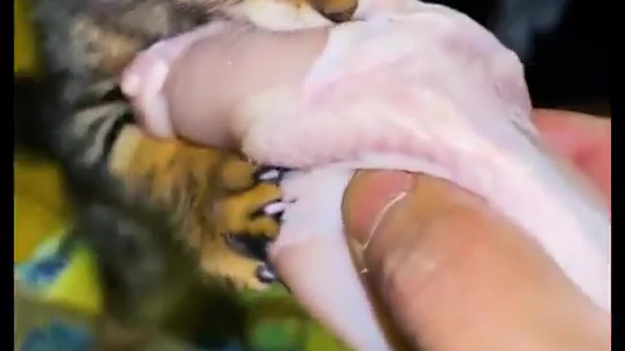 Cat angry cute
