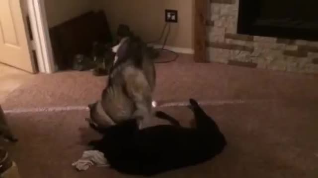 Asha and Dexter horse playing.