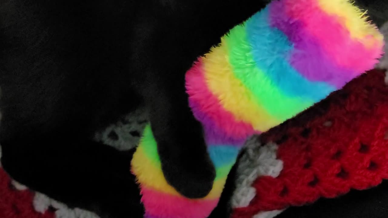A true witches cat