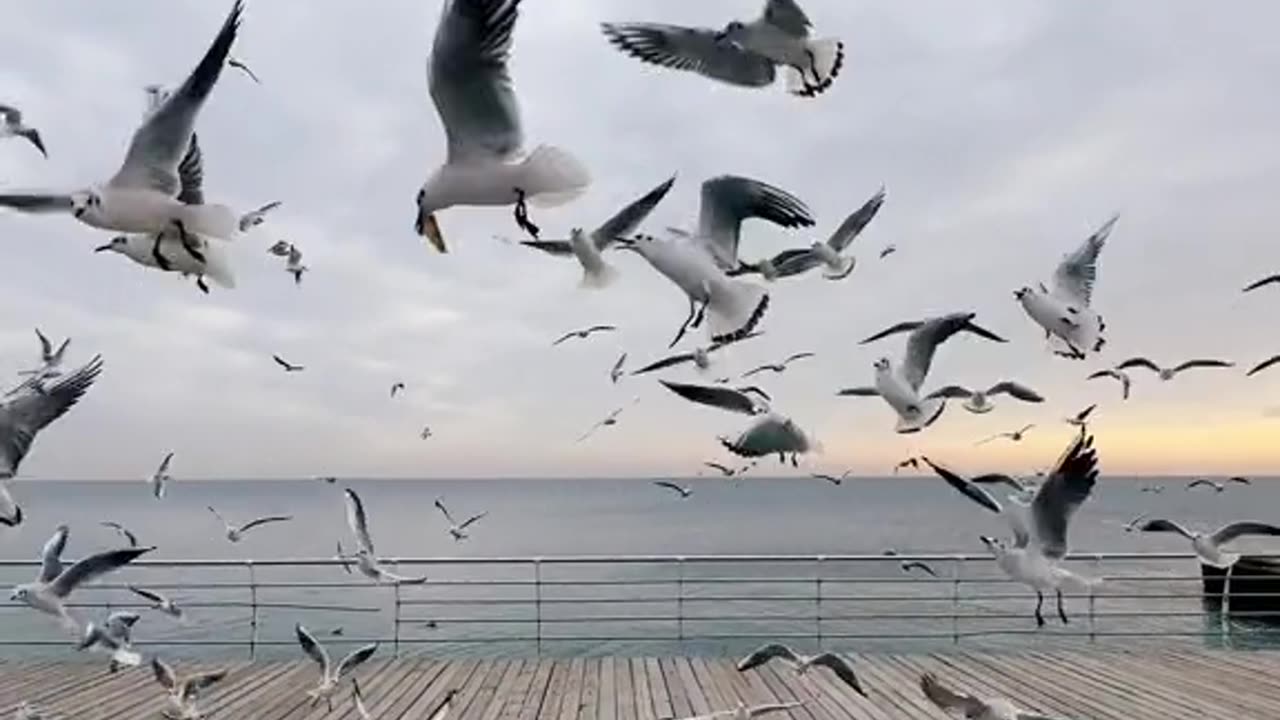 Nature + Birds +Sea