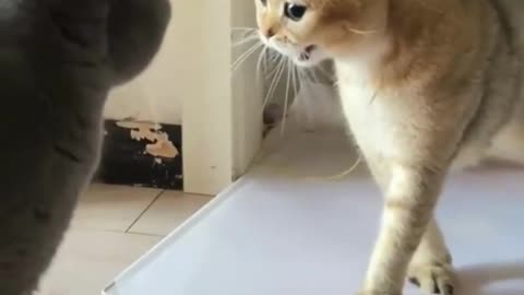 FUNNY CATS FIGHT>.....