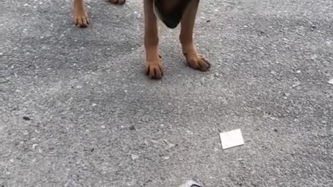 Funny Animals