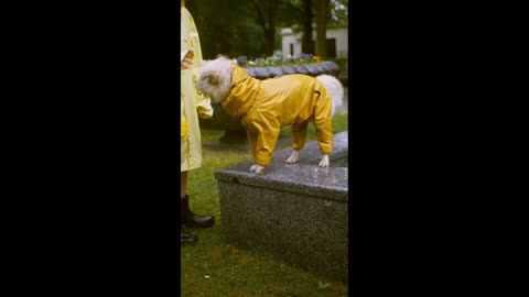 Cute Dog Injoing Out In The Rain Wearing Rain court !