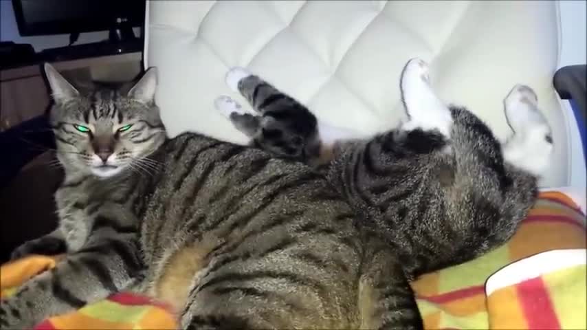 Female Cat Demands Love in a Funny Way