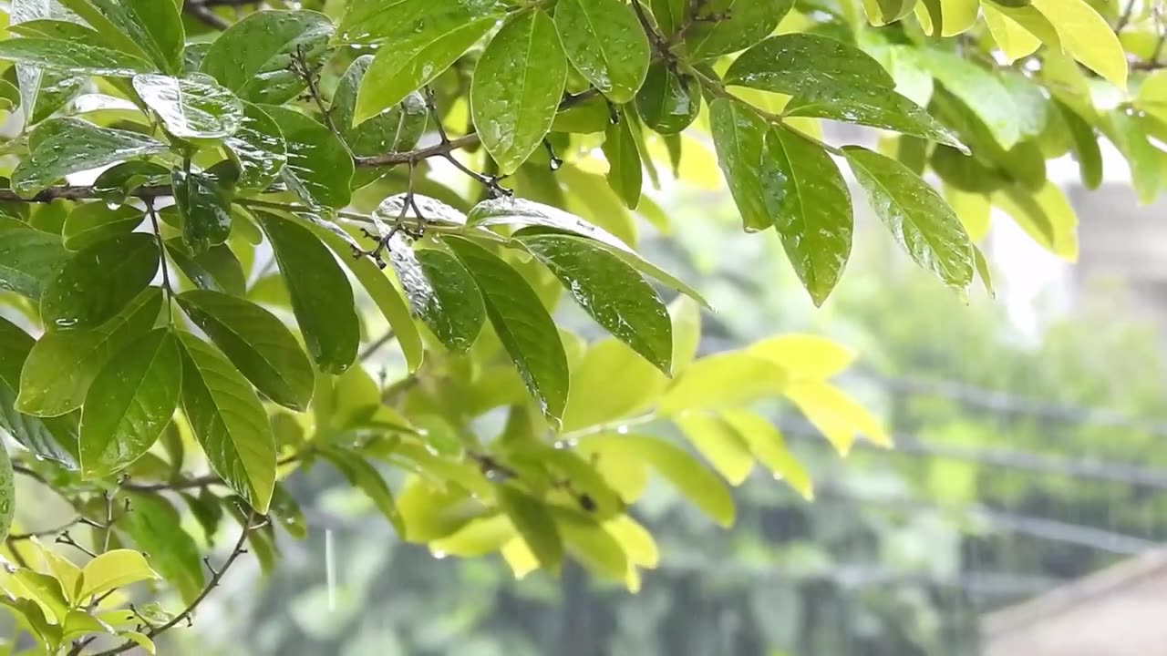 Beautiful Rain Nature Video