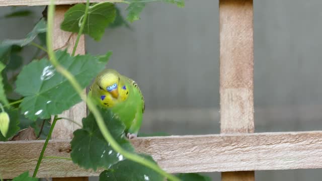 loving parrot