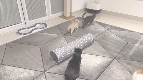 Beautiful fight of my cats