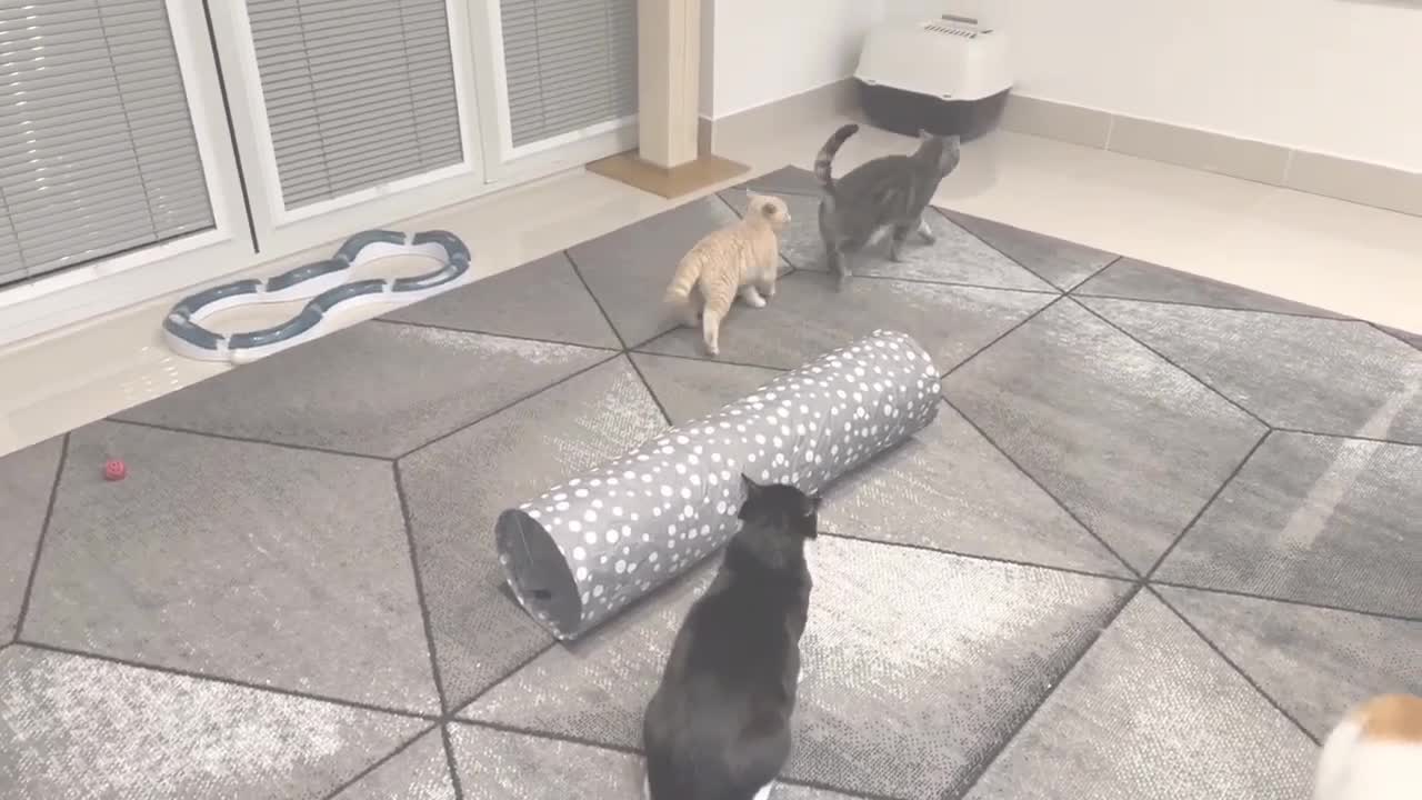 Beautiful fight of my cats