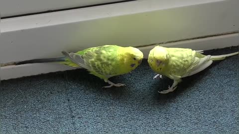 Two Beautiful Budgies