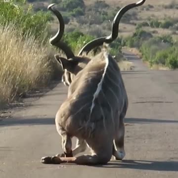Lion Attack Kudu on the Road Lesser Kudu #shorts #safari #africa