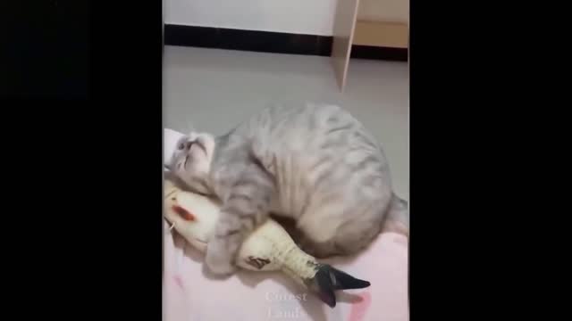 Cute And Funny Pets | Try Not To Laugh To These Pets