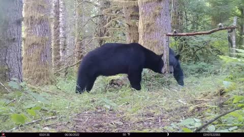 Bear vs Mirror