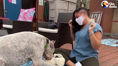 Watch The Tear-Jerking Moment This Dog Meets His New Mom | The Dodo Adoption Day