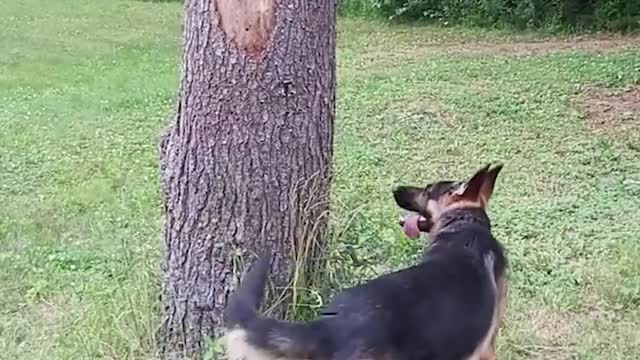 Shepperd searches in circles for squirrel