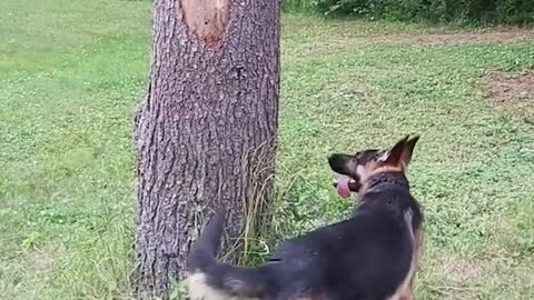 Shepperd searches in circles for squirrel