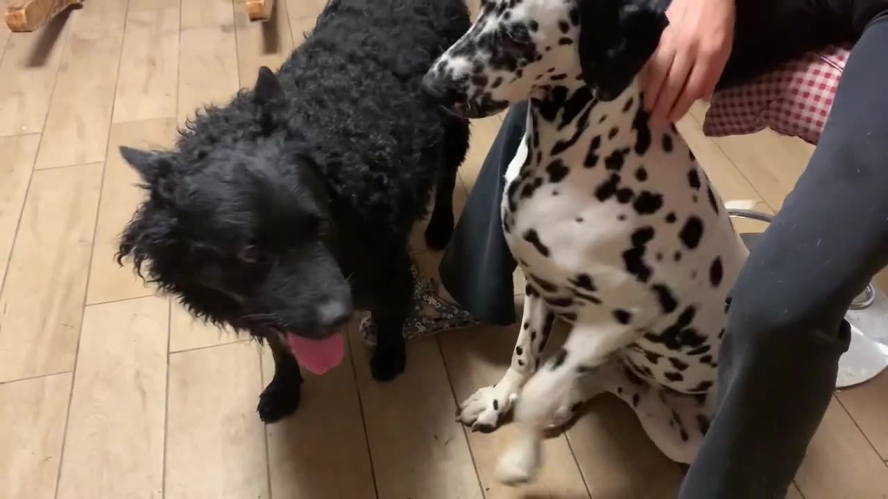 Croatian sheepdog vs Dalmatian dog #annodominination #croatiafullofmagic #sheepdog #dogvsdog