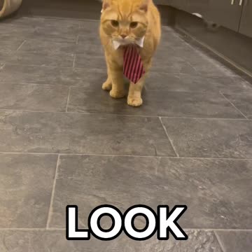 Cat walk 😂 #shorts #pets #cats #cat #funny #simbathecat #catvideos.