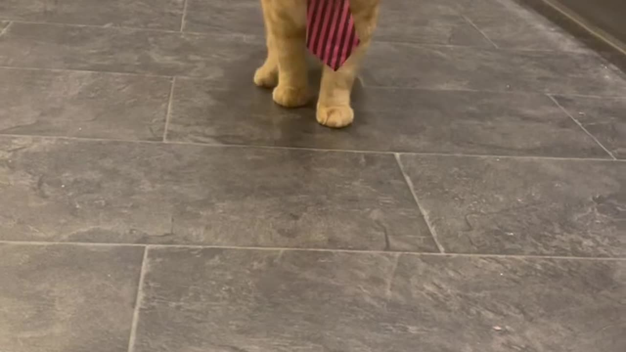 Cat walk 😂 #shorts #pets #cats #cat #funny #simbathecat #catvideos.