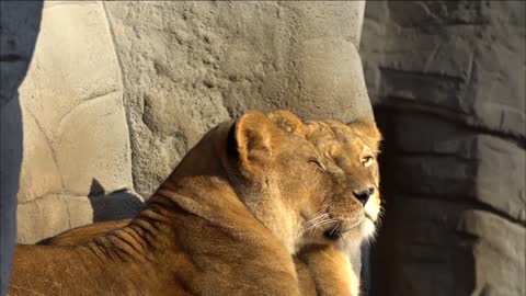 lion sunbathing and yawning!🦁