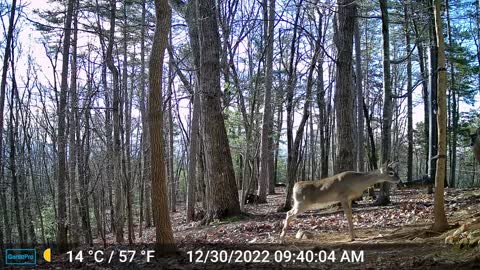The Woods – 12/30/2022
