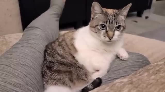 Cat logic : I sit on you , but you cannot pet me