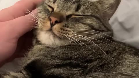 You_did_NOT_know_THIS_about_your_CAT_😳_#shorts(10
