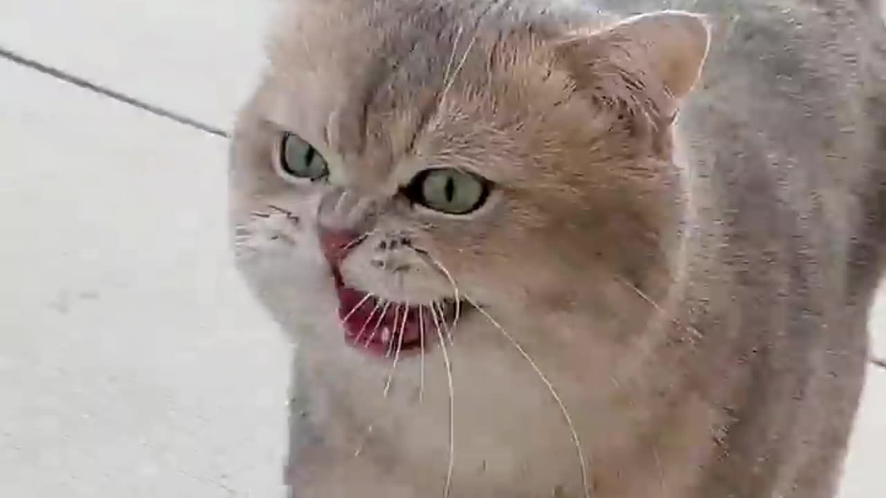 Meow express arrives at full-speed
