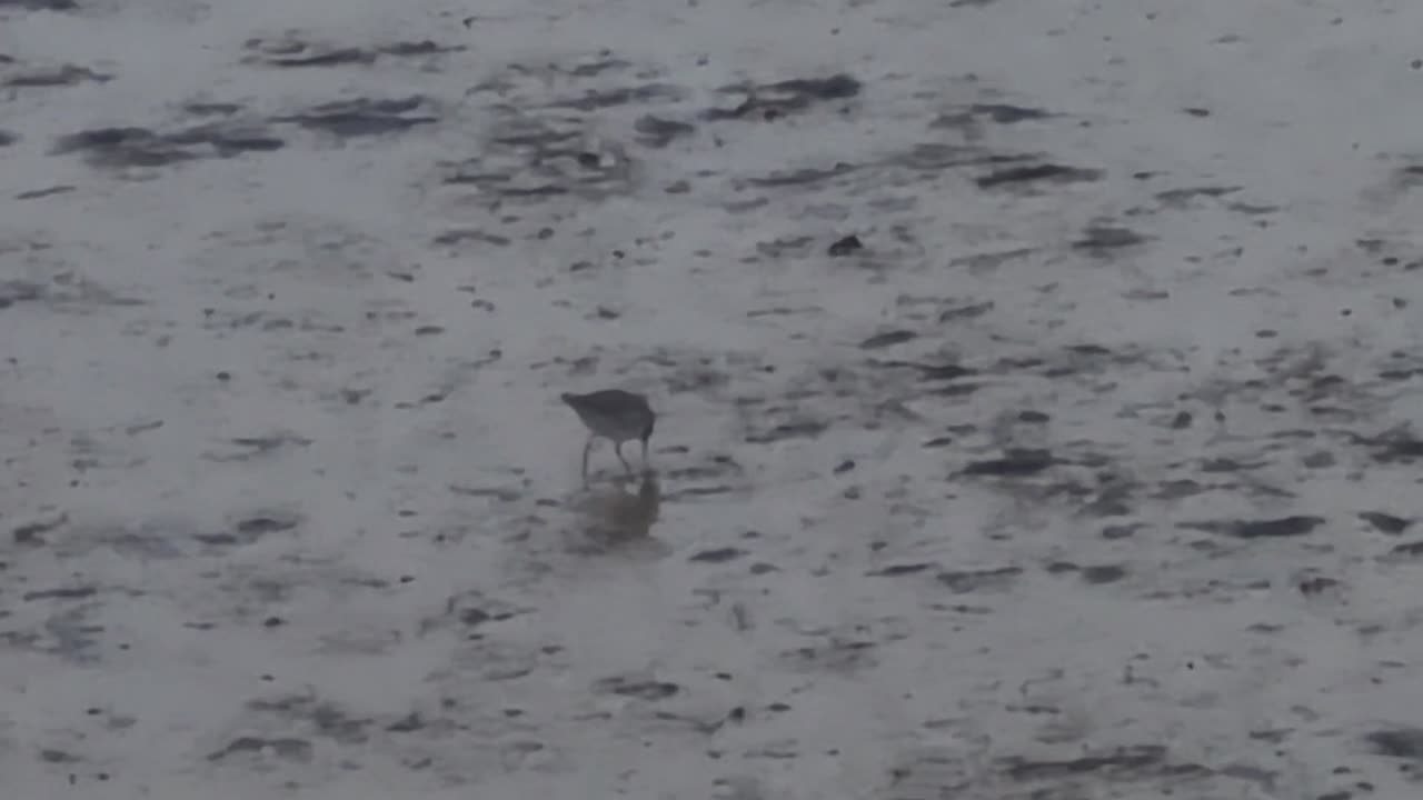 Common Redshank Bird On A Estuary In Great Britain