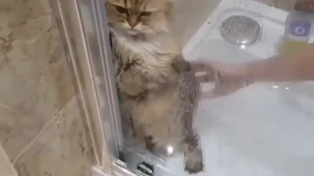 The noises that my cat makes when showering