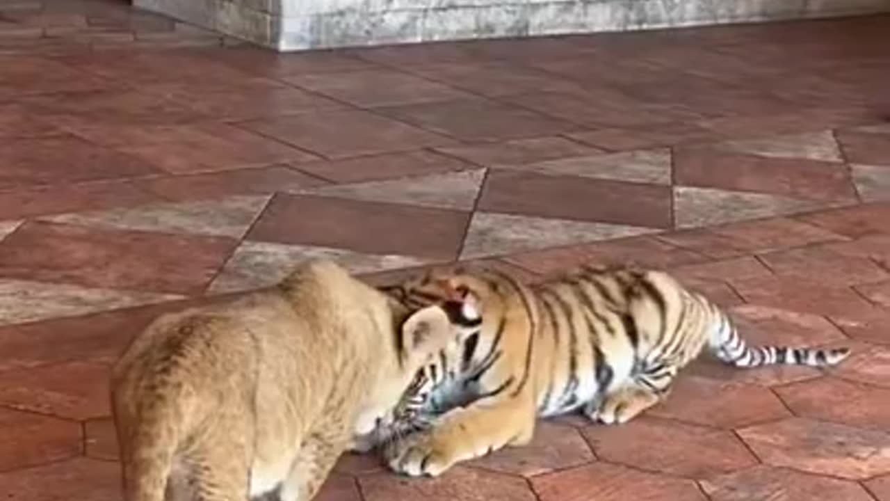 Lion VS tiger