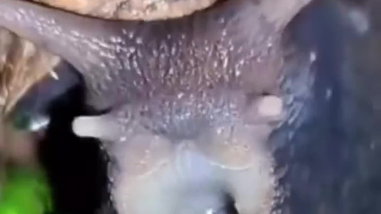 🐌