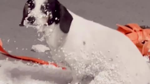 Hilarious Little Dog Makes GIGANTIC Mess