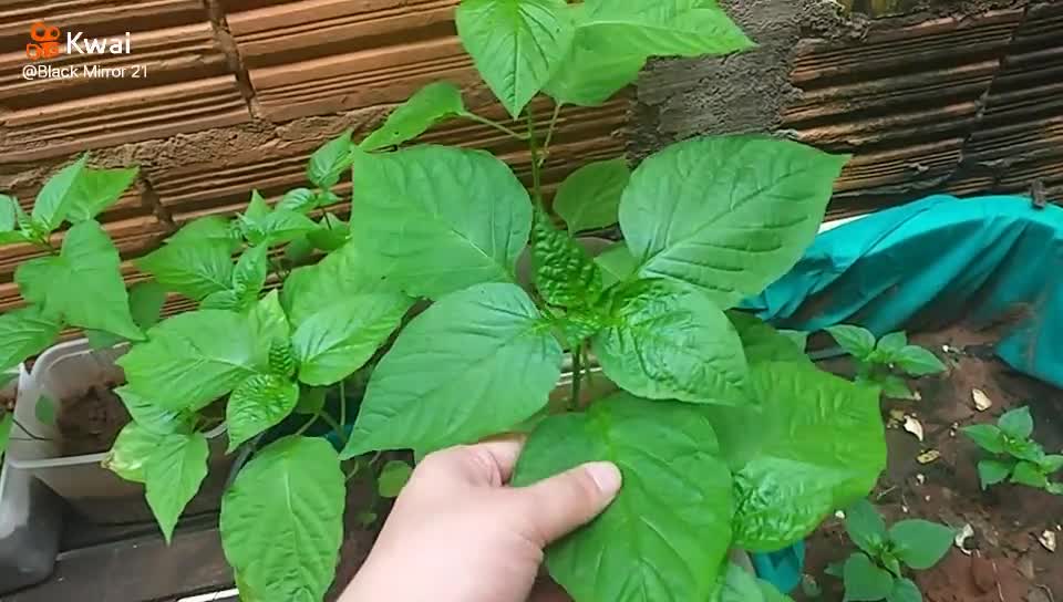 Pimenta 001