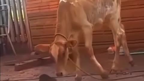 Funny clip of animals