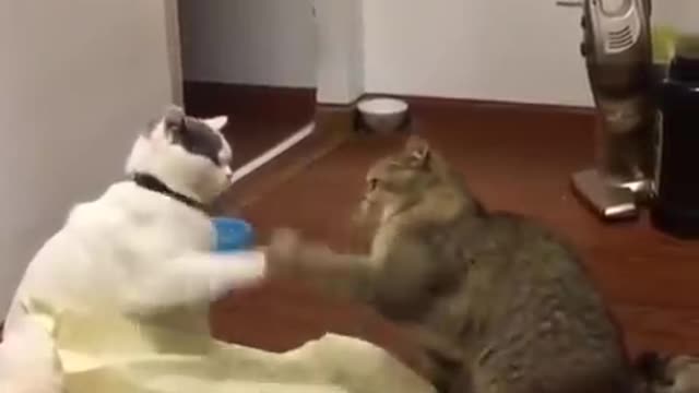 Outdoor cat has no idea how to drink from water bowl