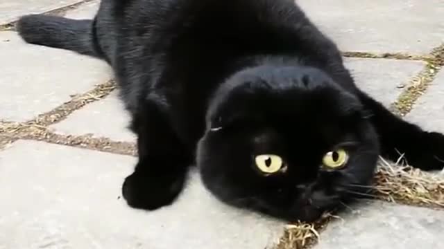 love cat